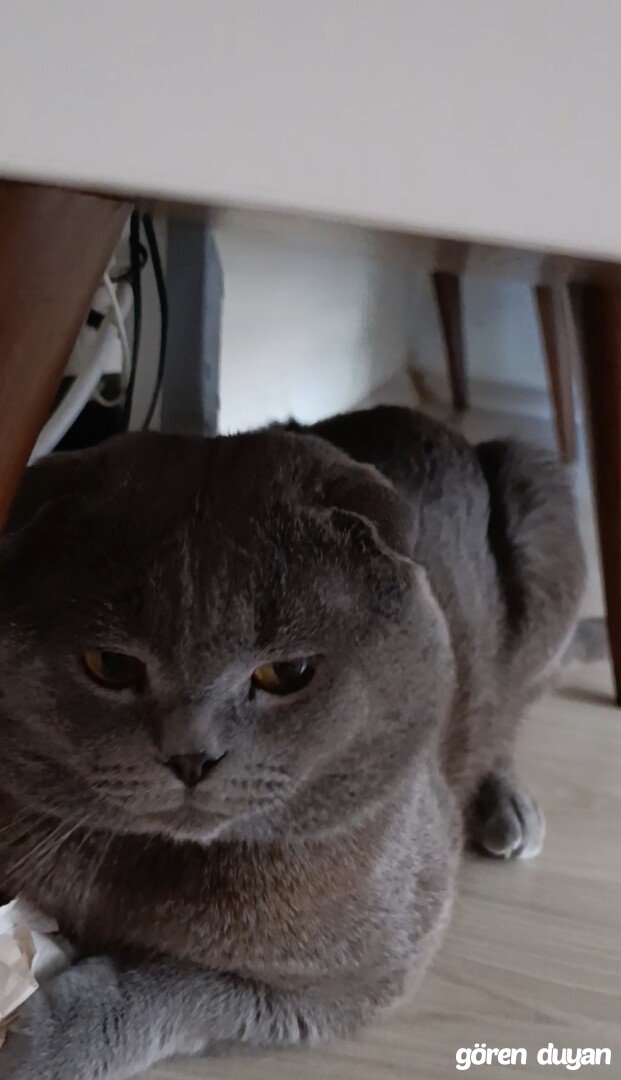 Kayıp kedi-Ordu