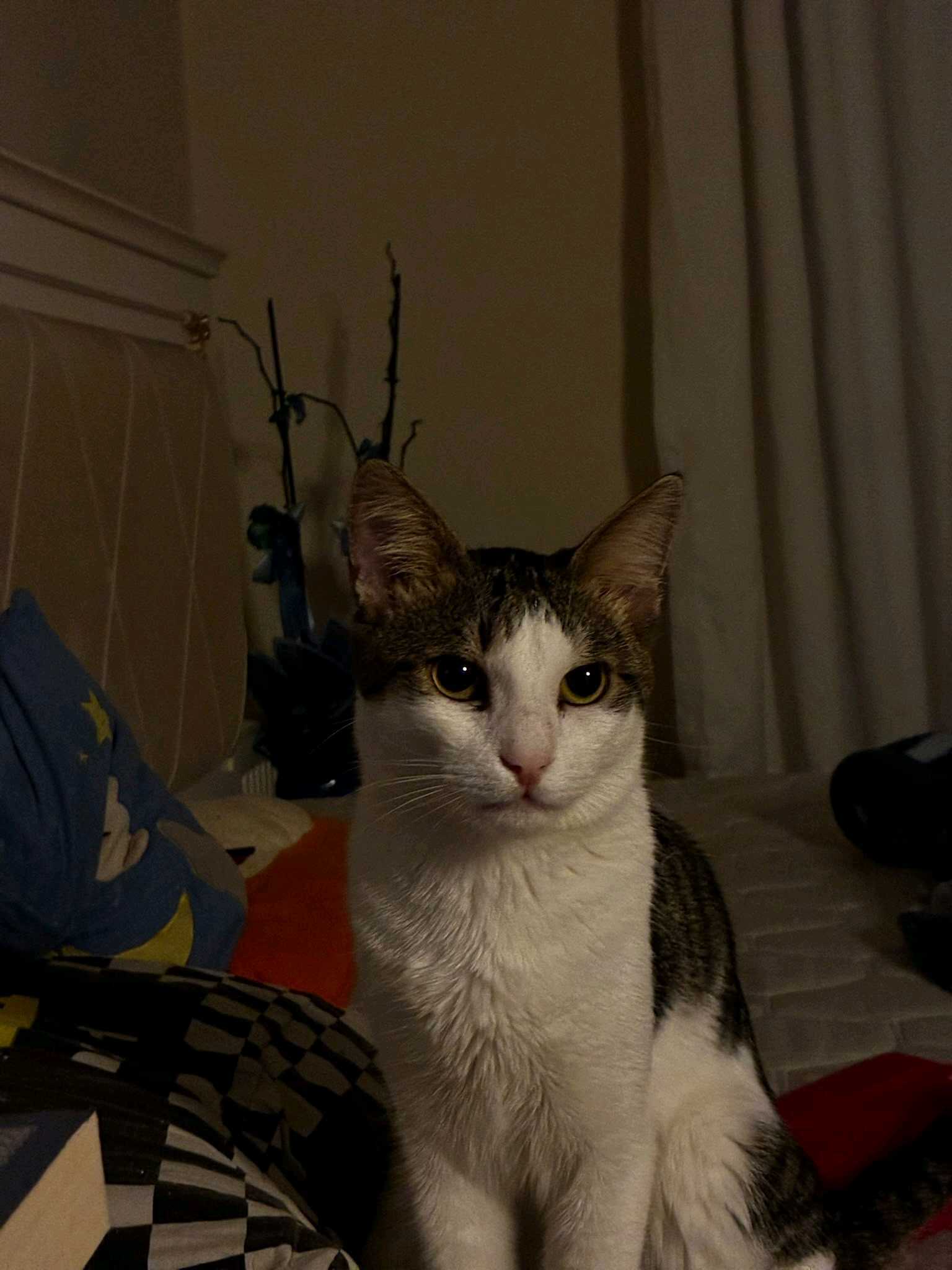 Kayıp Kedi Beylikdüzü Yakuplu