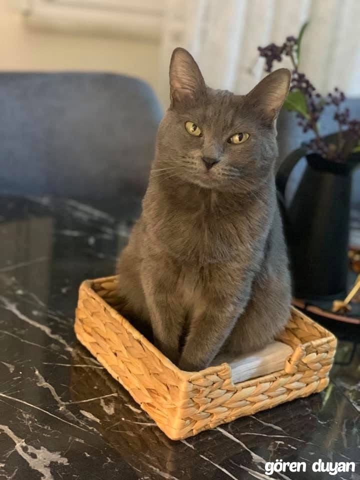 Bahçelievler kayıp kedi