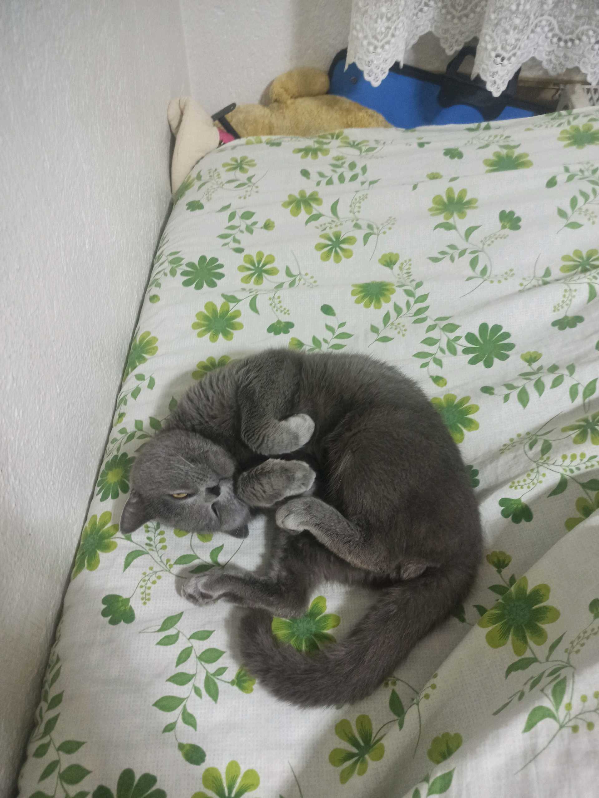 konya kayıp kedi