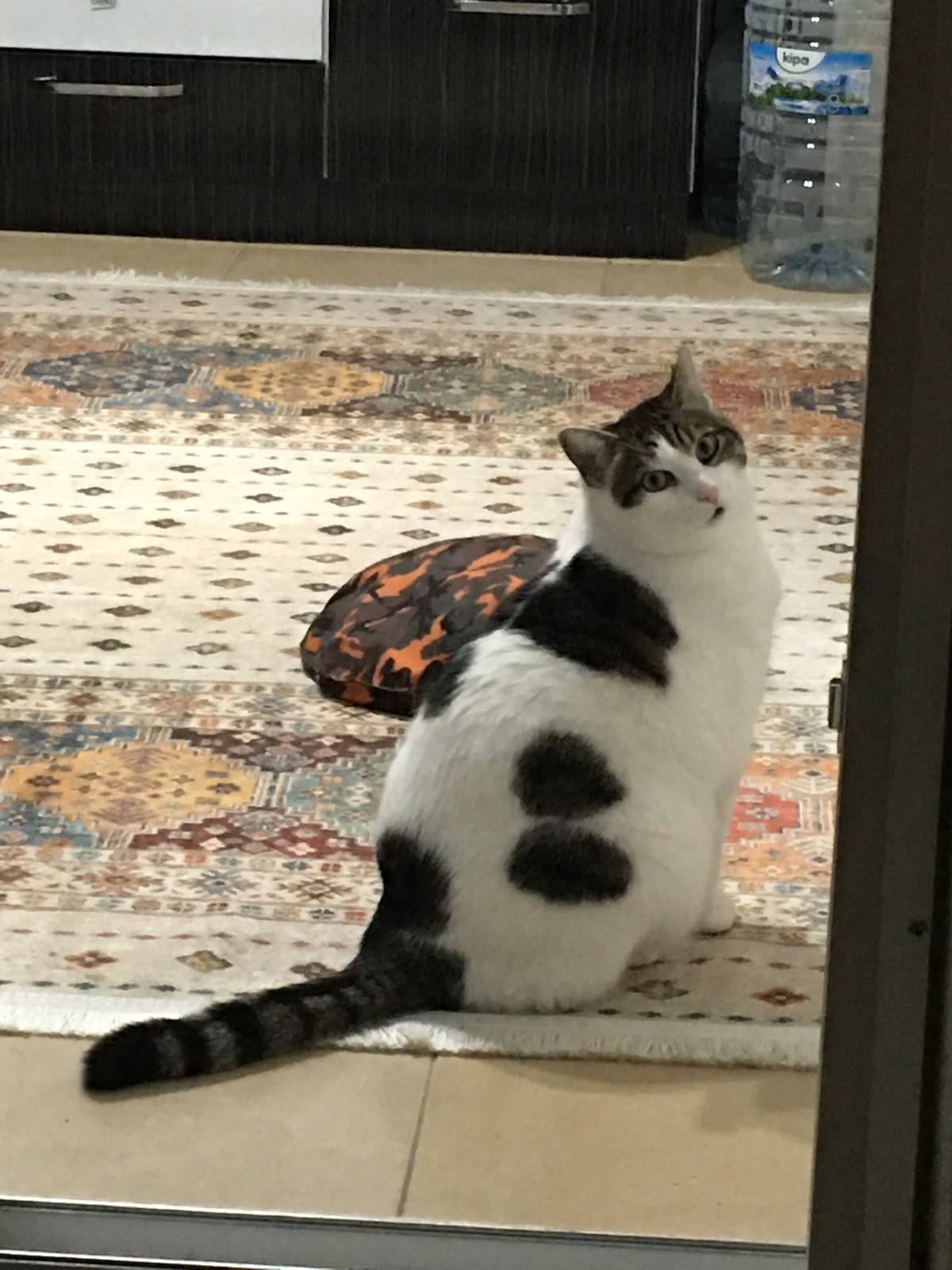 Kayıp kedi maltepe