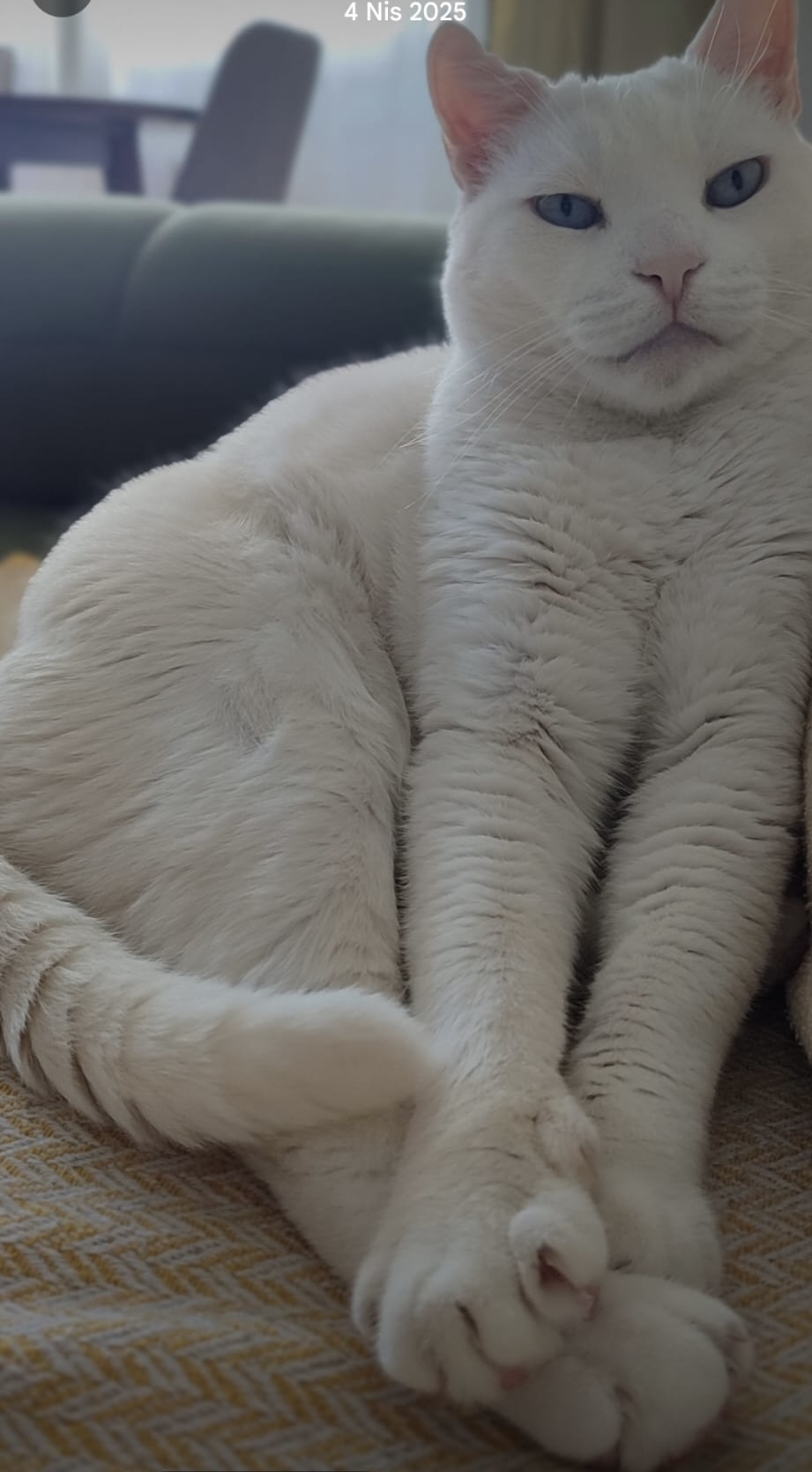 Kayıp Kedi-Gaziemir
