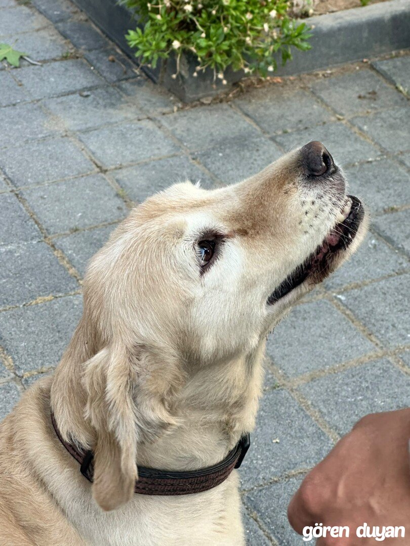 İstanbul Maltepe Cevizli Mahallesi Bulunan Köpek