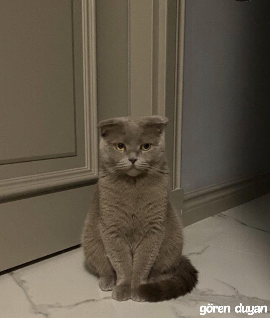 Kayıp kedi Adana sümer mahallesi