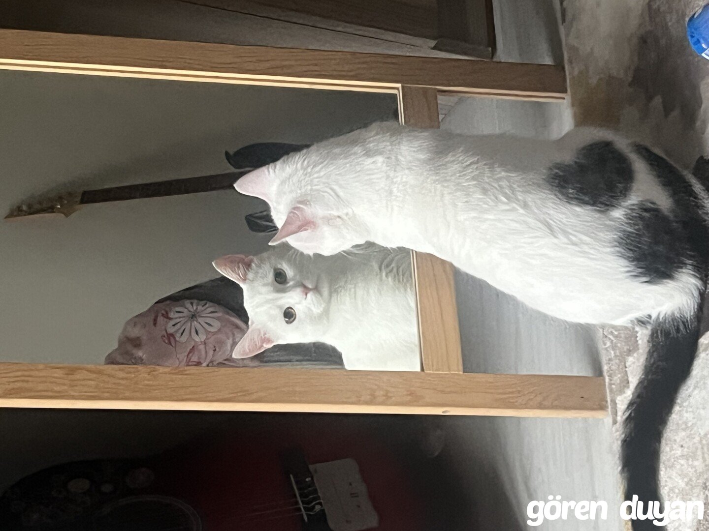 Kayıp kedi Kahramanmaraş