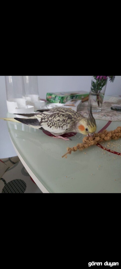 Kayıp sultan papağanı çiko
