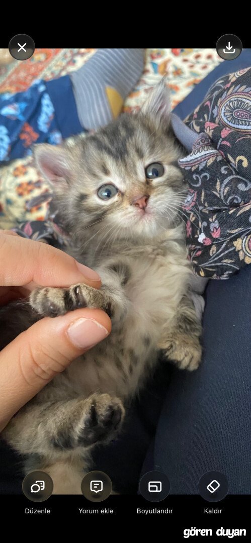 Kayıp kedi Hamitköy