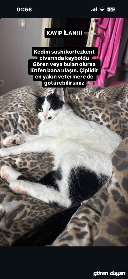 Kayıp Kedi - Kocaeli