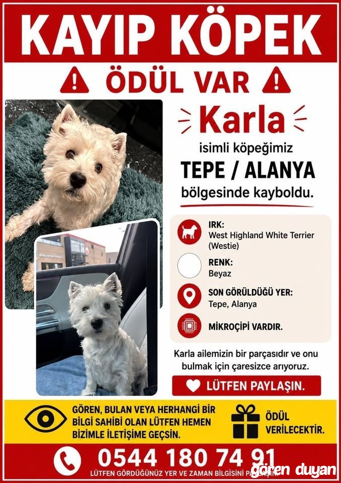 KAYIP KÖPEK KARLA