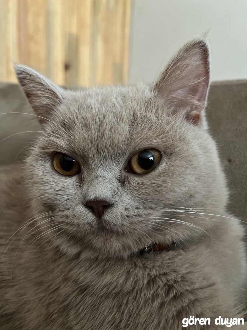 Kayıp kedim Liora