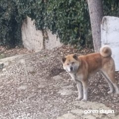 Kayıp köpek akita Ankara