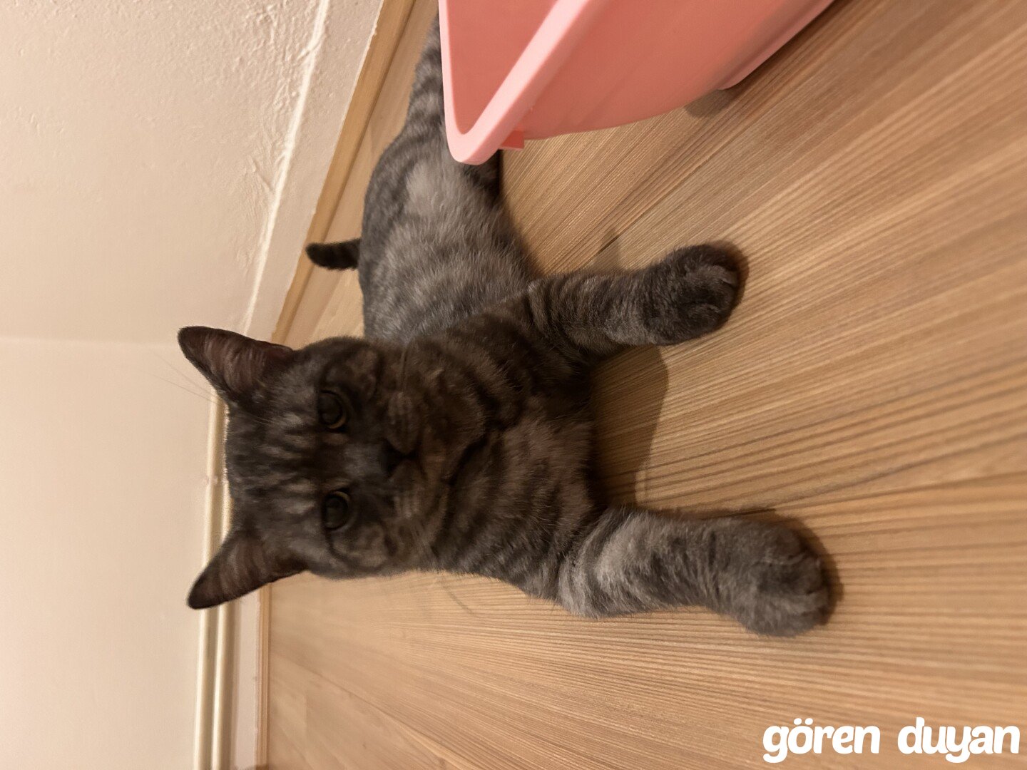 Acilll Ankara Kolej Civarı Kayıp Kedi Bulundu