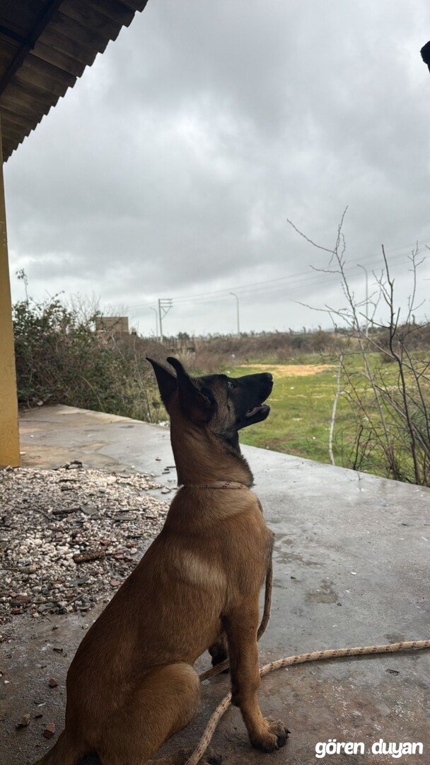 Kayıp köpek Altıntaş mah. Aksu