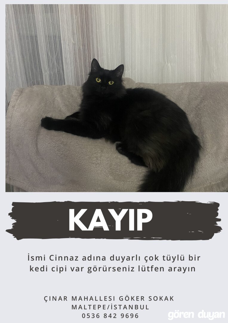 KAYIP KEDİ-MALTEPE İSTANBUL