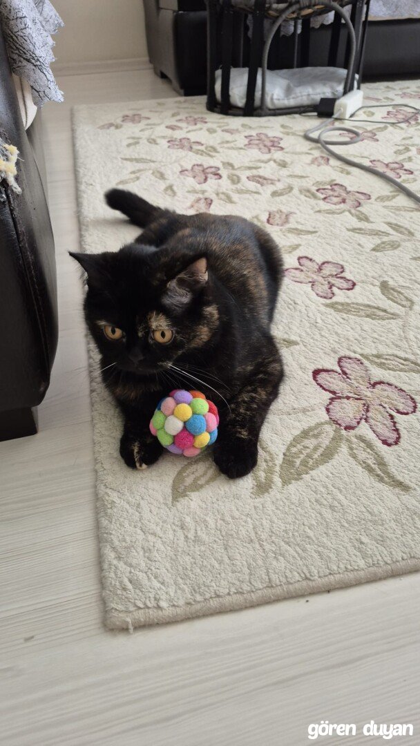 Kayıp kedi, Esenyurt Pınar mahallesi, 1256 sokak
