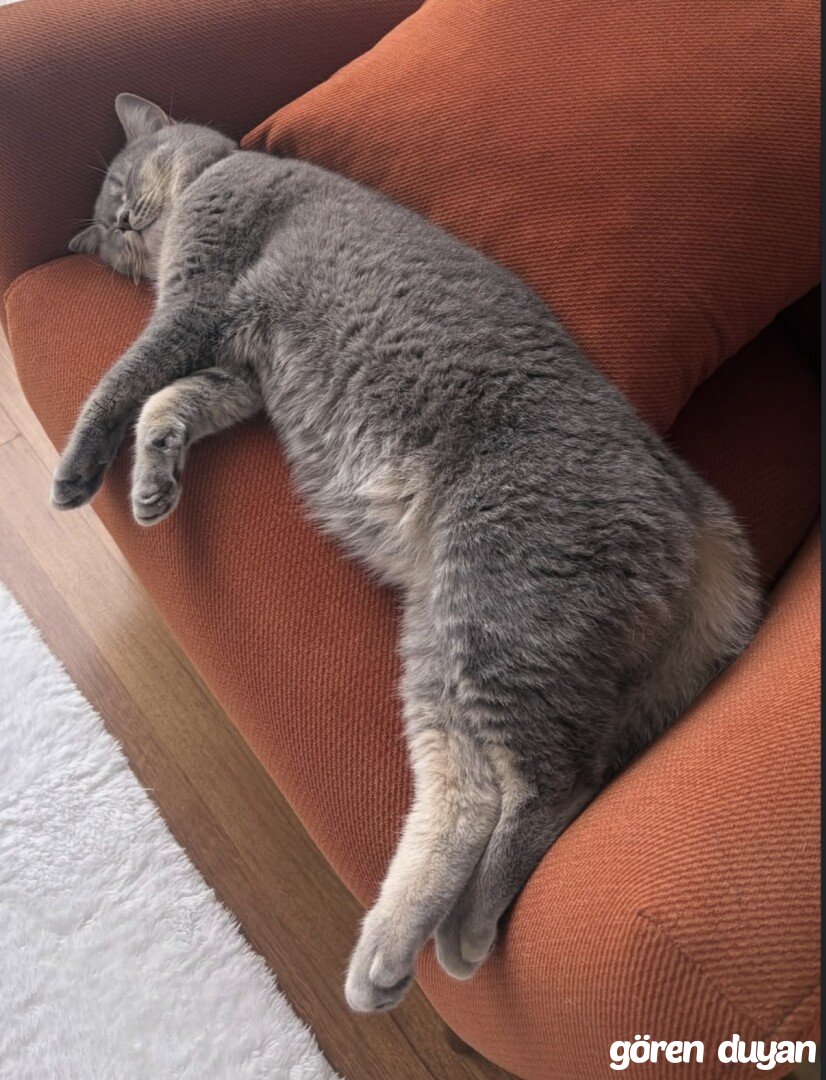 Kayıp Kedi - Akhisar Manisa