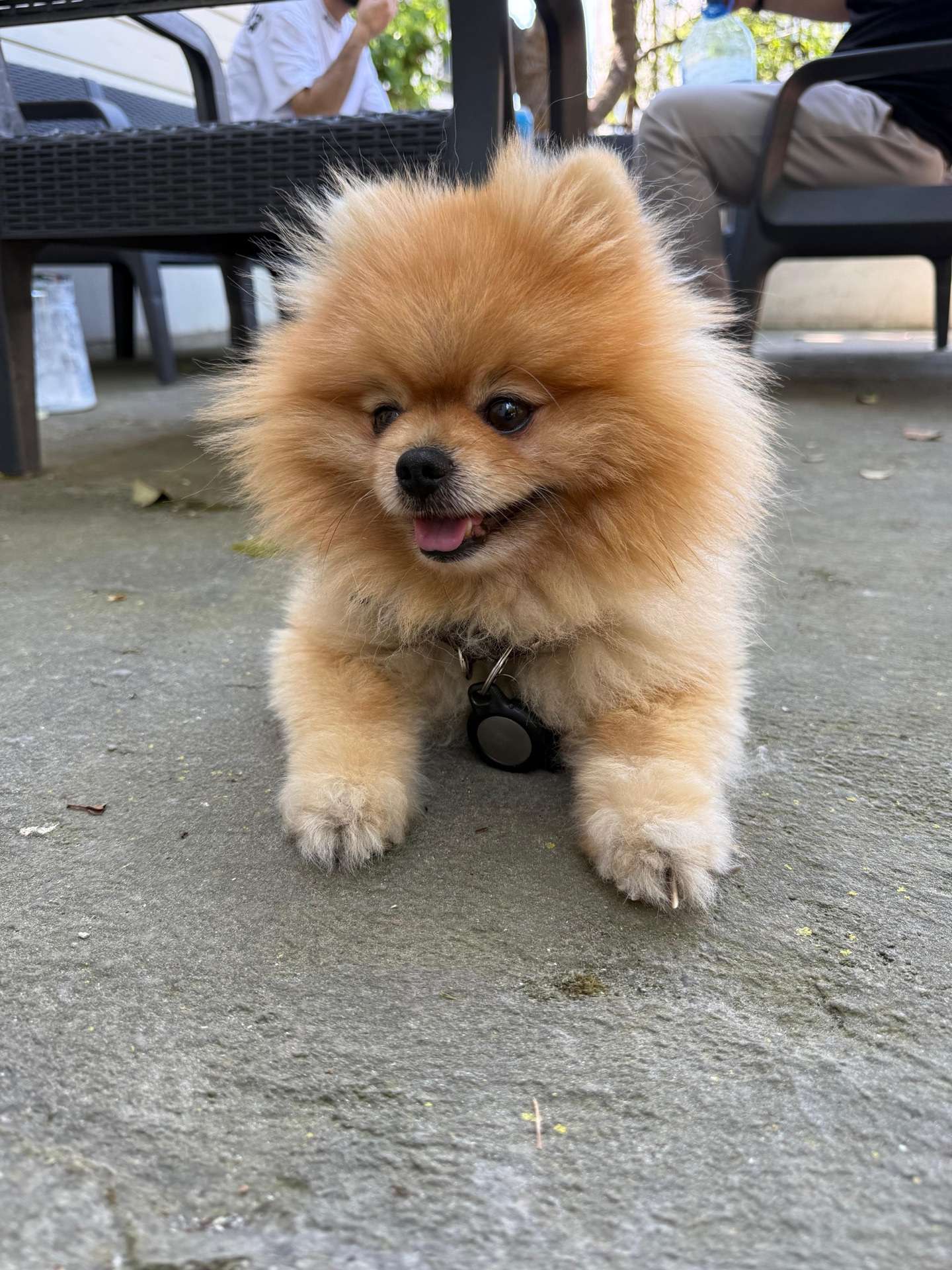 Pomeranian Boo 5 yaşında Kartal yakacık taraflarında kayıp aranıyor