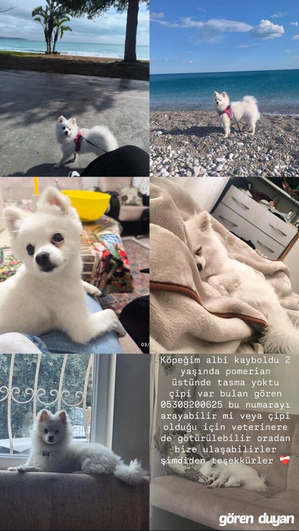 Kayıp köpek_ Kepez Ahatlı mahallesi