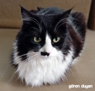 Kayıp Kedi-Adıyaman/Kahta