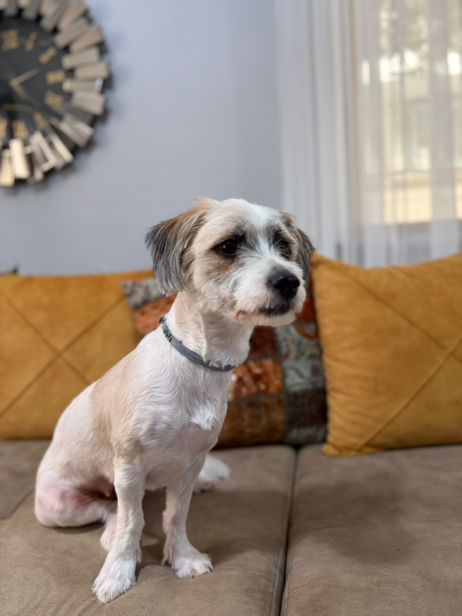 GEBZE KÖŞKLÜÇEŞMEDE KÖPEĞİM KAYBOLDU