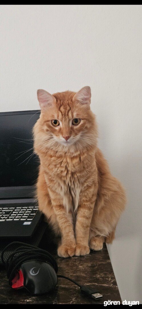 Kayıp Kedi - Kete