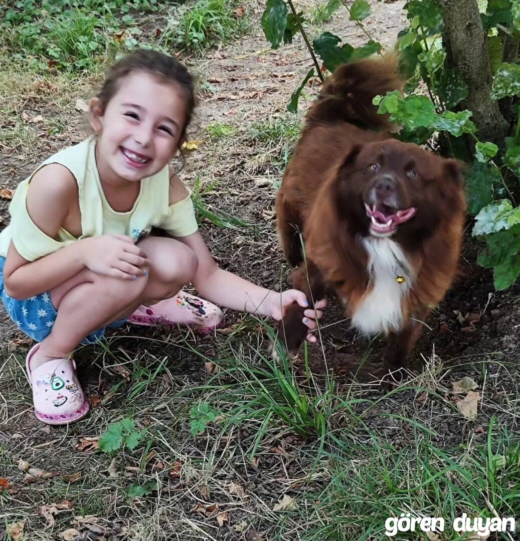 Kayıp Köpek Kocaeli