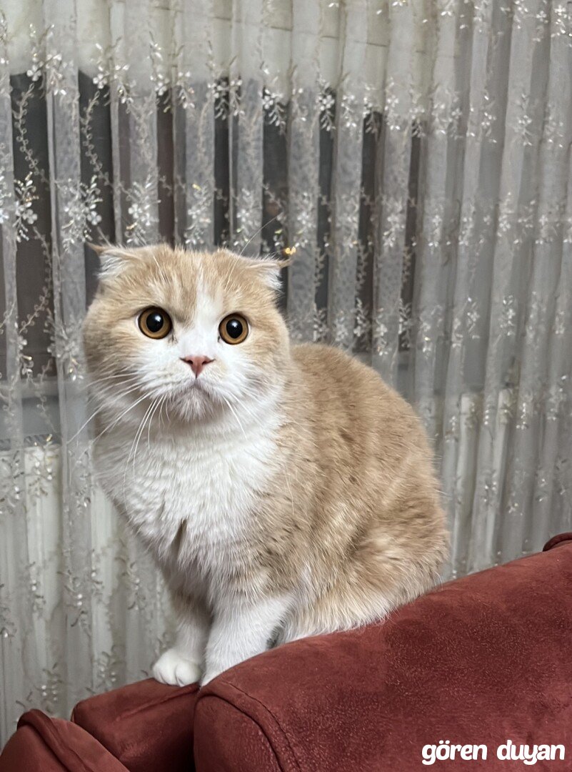 kayıp kedi sultanbeyli
