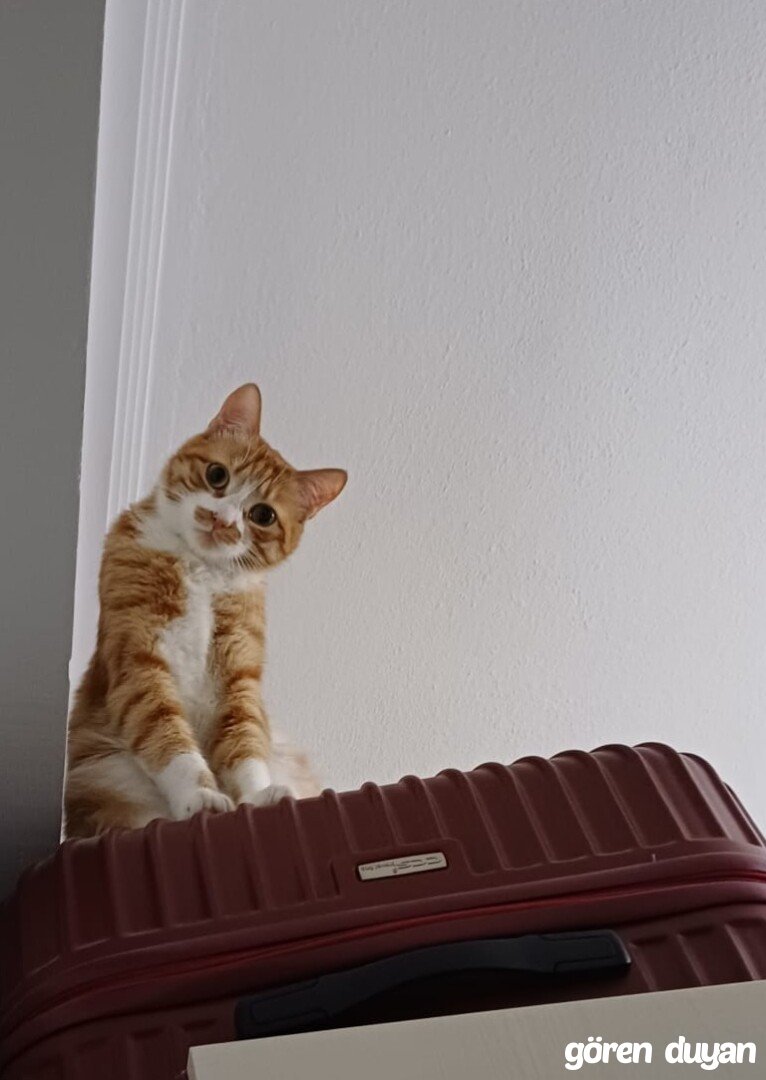 Şanlıurfa/Karaköprü KAYIP KEDİ