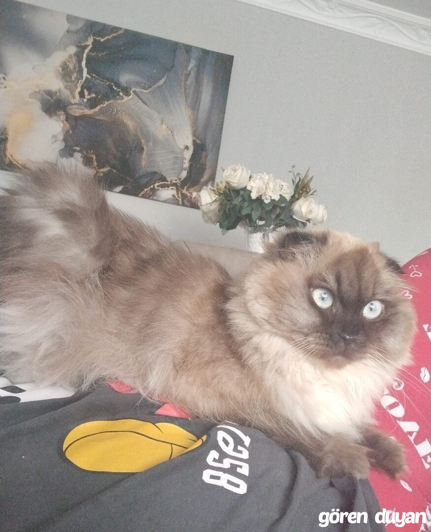 Kayıp kedi istasyon mahallesi halkalı