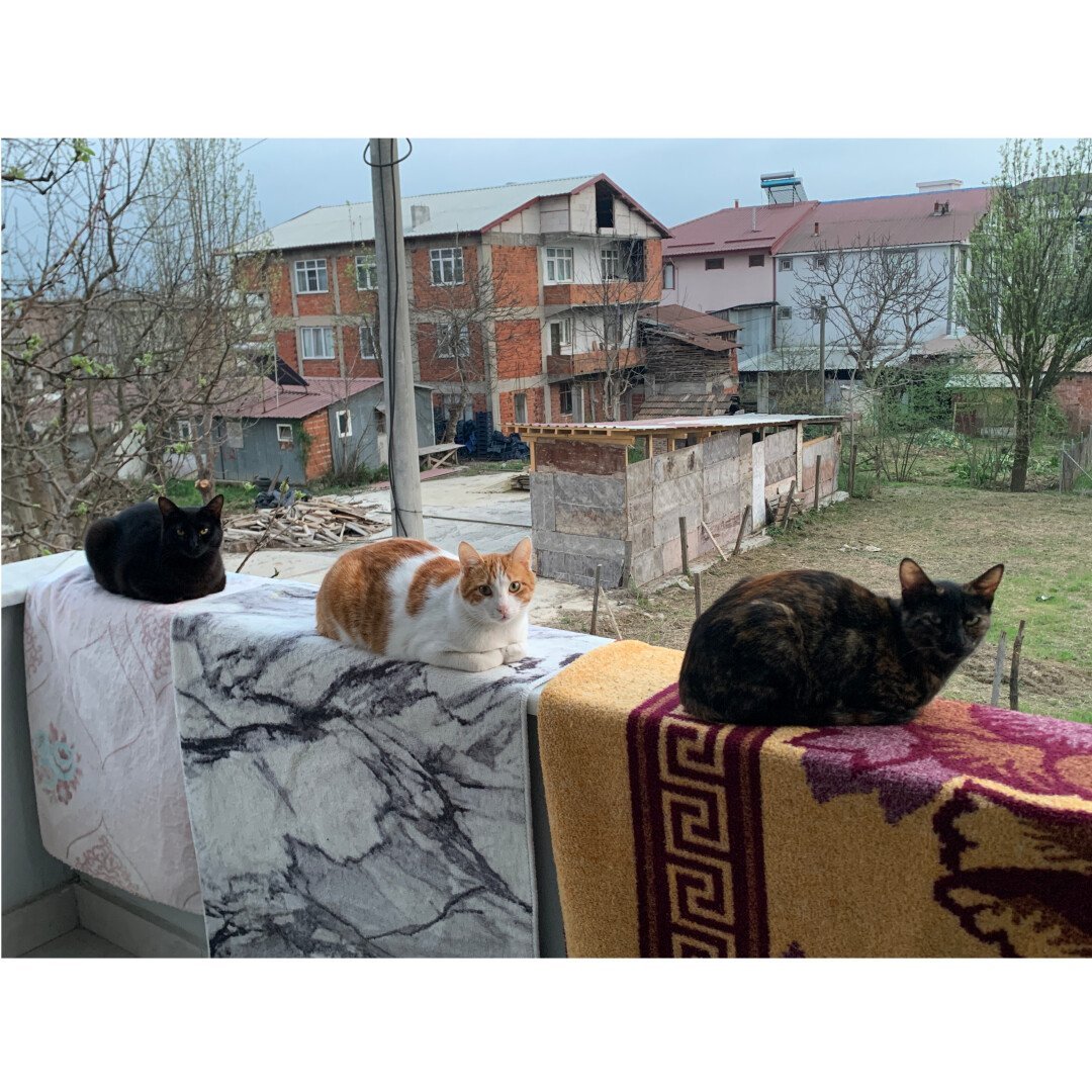 Kayıp 3 Kedi - Gebze Darıca Civarı