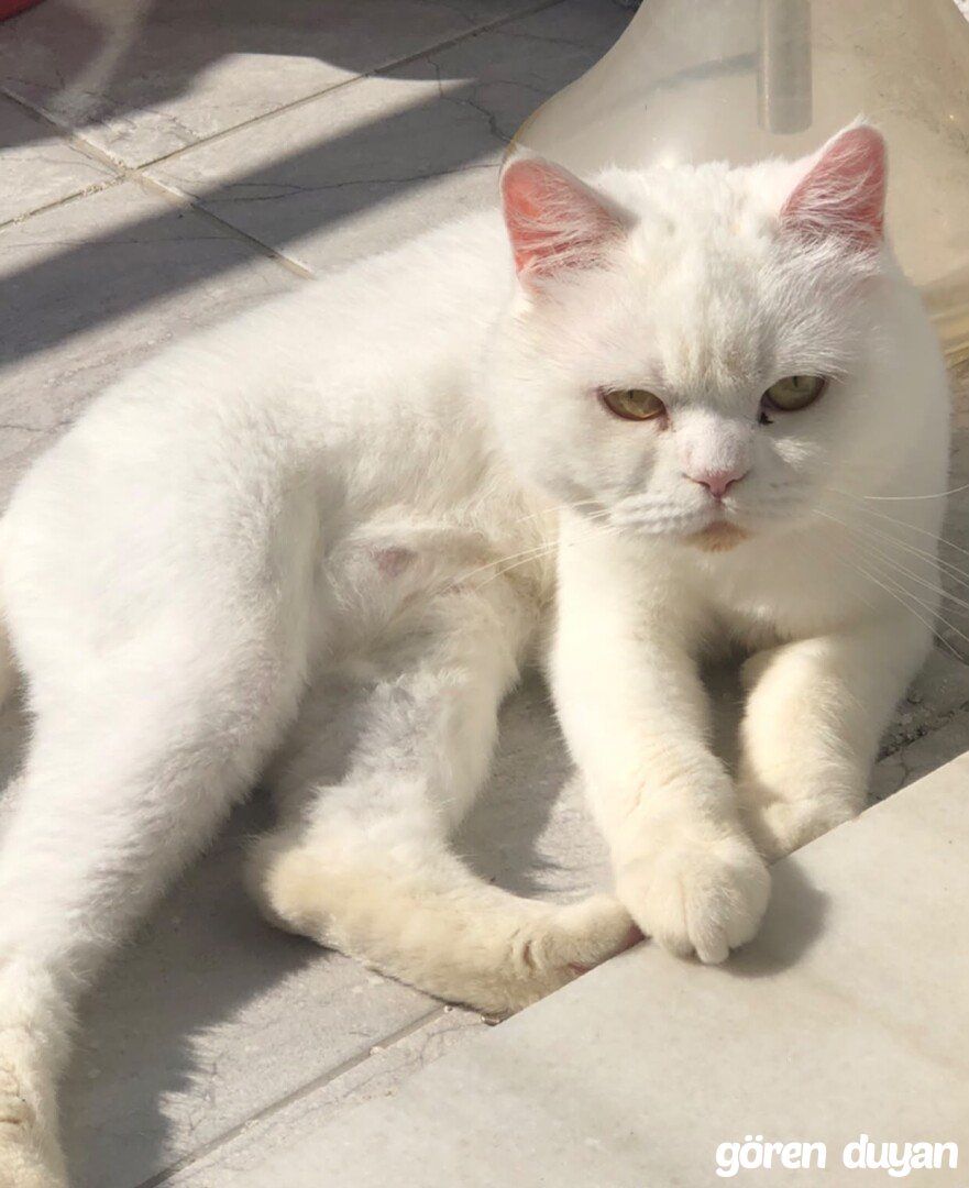 Kayıp Kedi