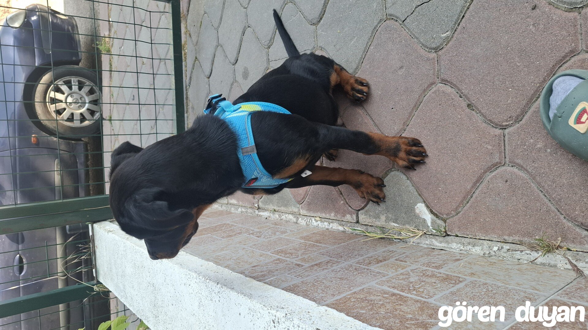 Kayip köpek raki