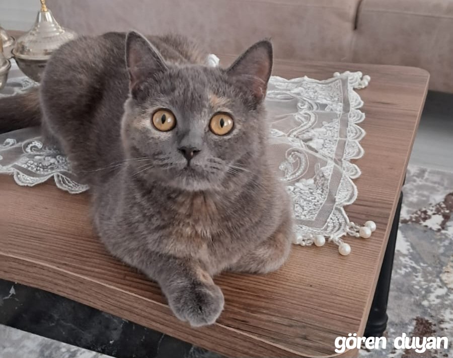 Kayıp kedi- didim, cumhuriyet mah