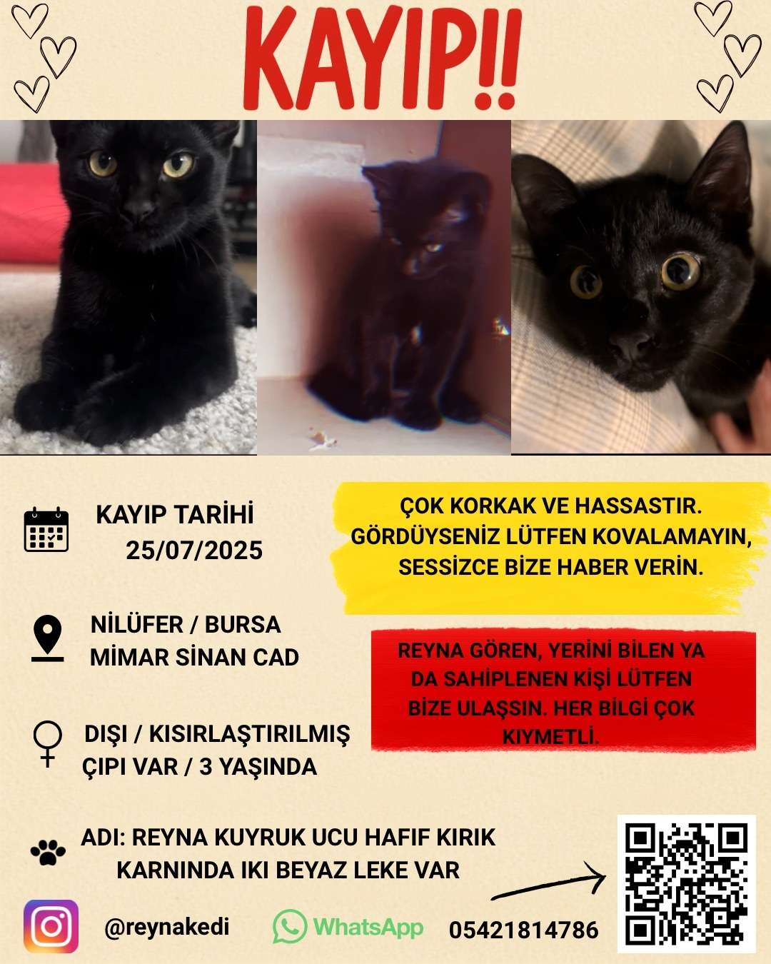 Kayıp kedi Reina