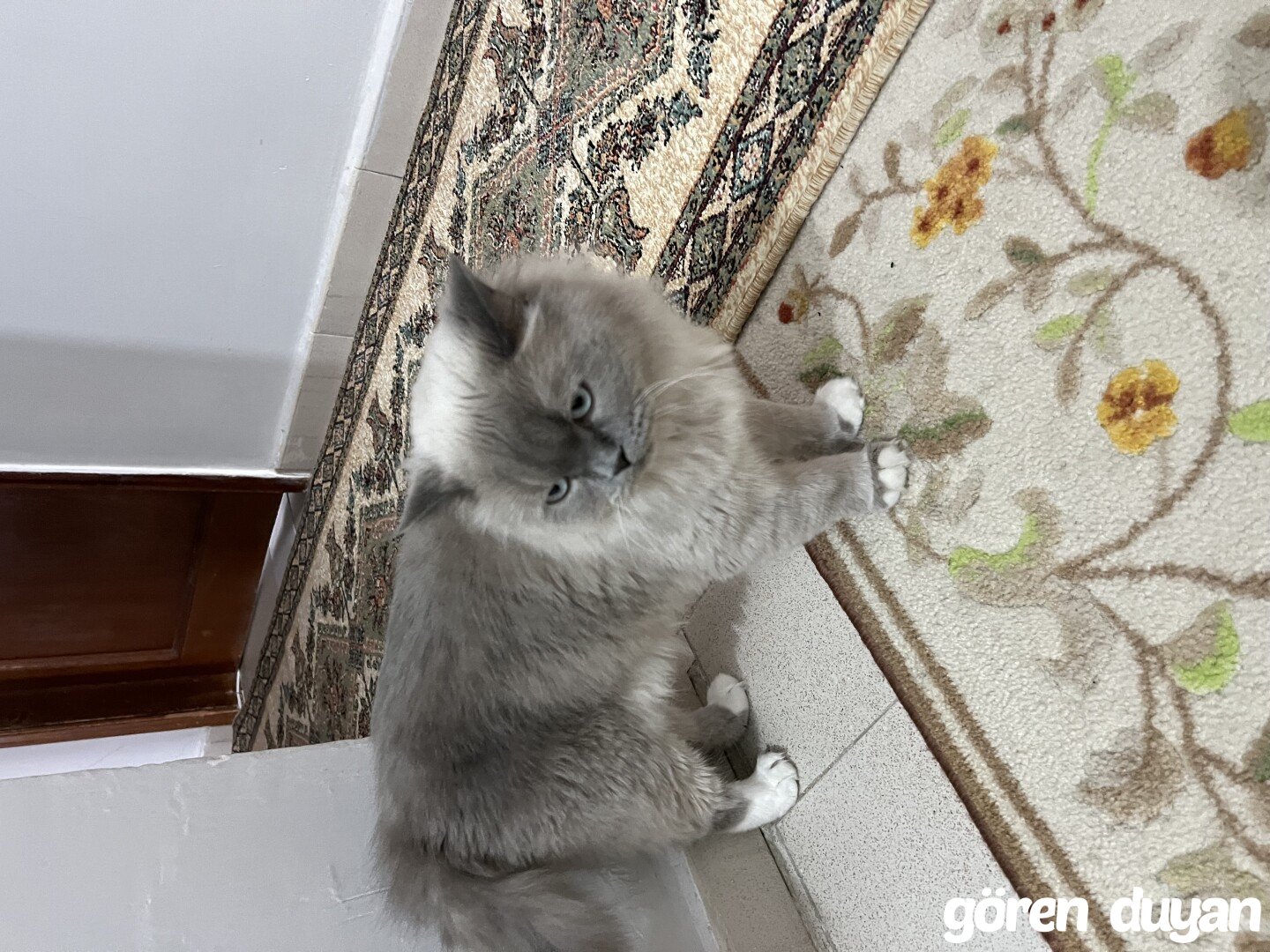 Kayıp kedi