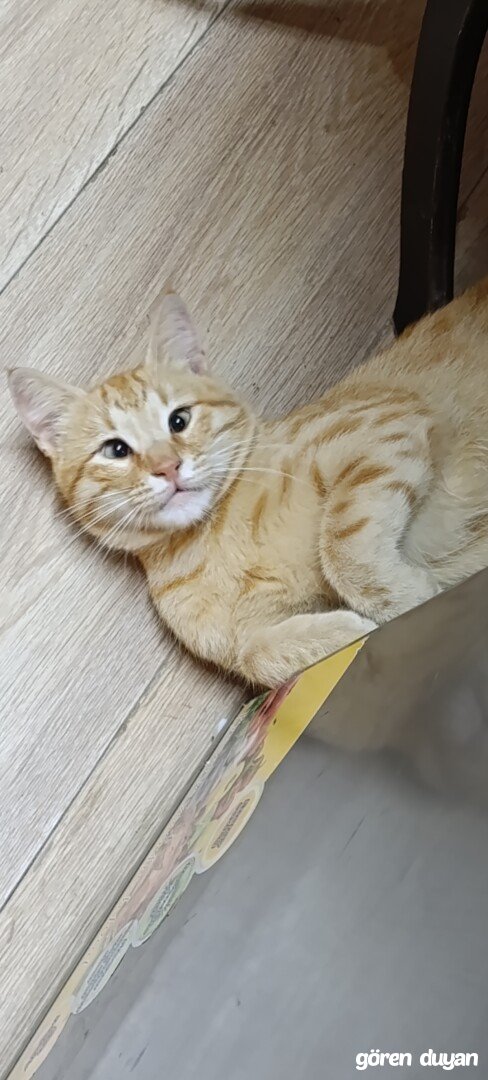 Kayıp Kedi (12.07.2026)
