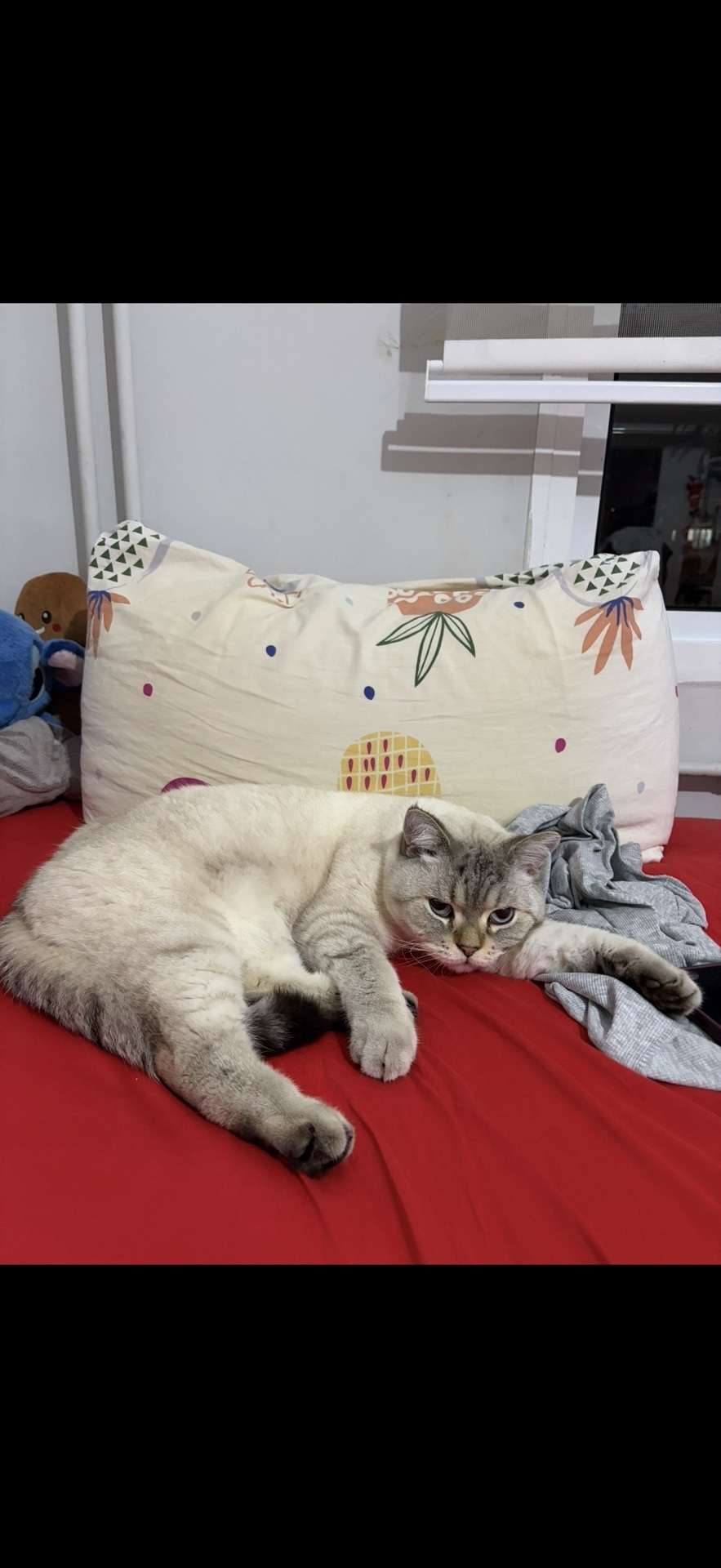 İZMİR BAYRAKLI KAYIP KEDİ