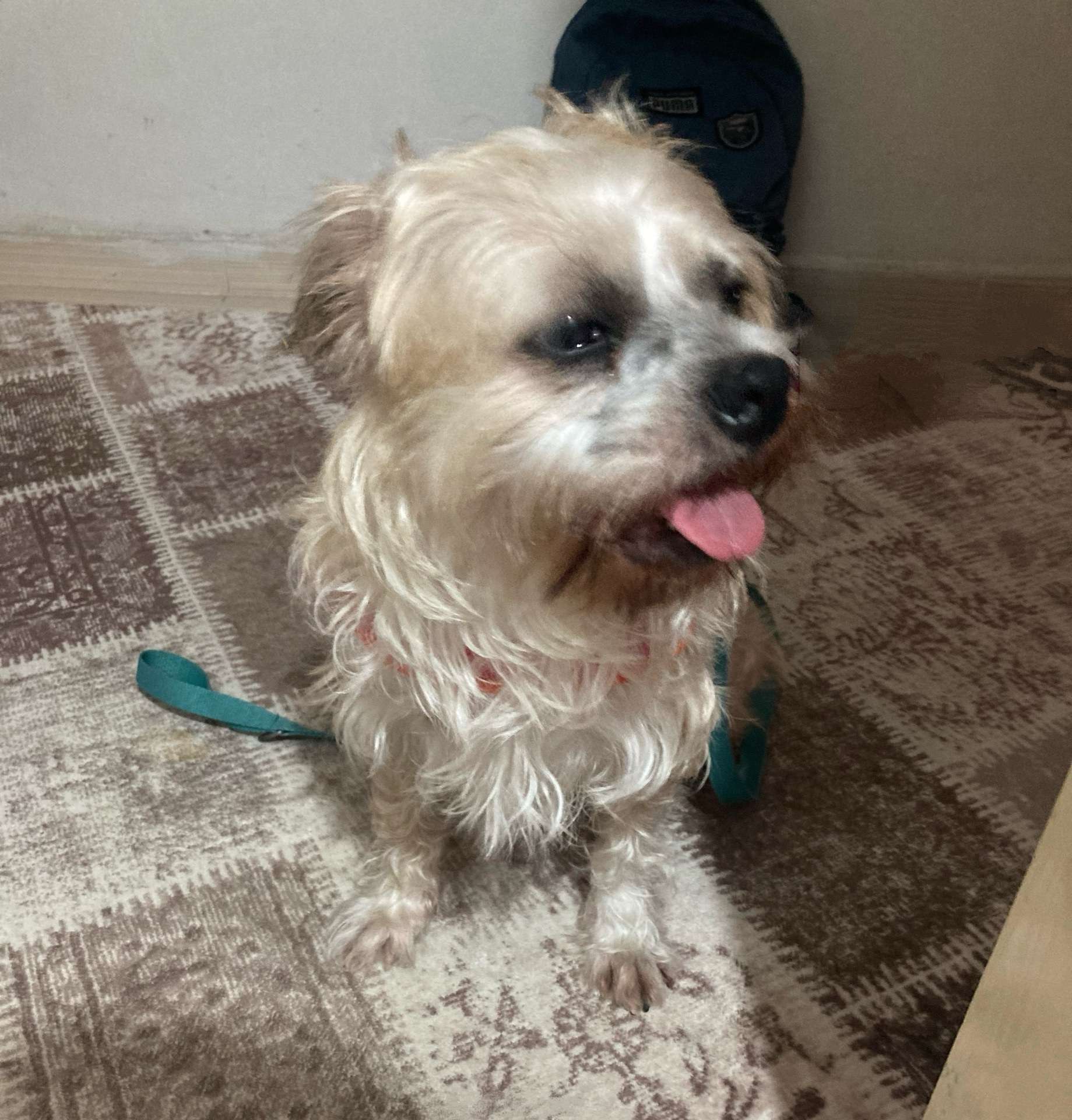 Kayıp köpek (ismi kırpık)