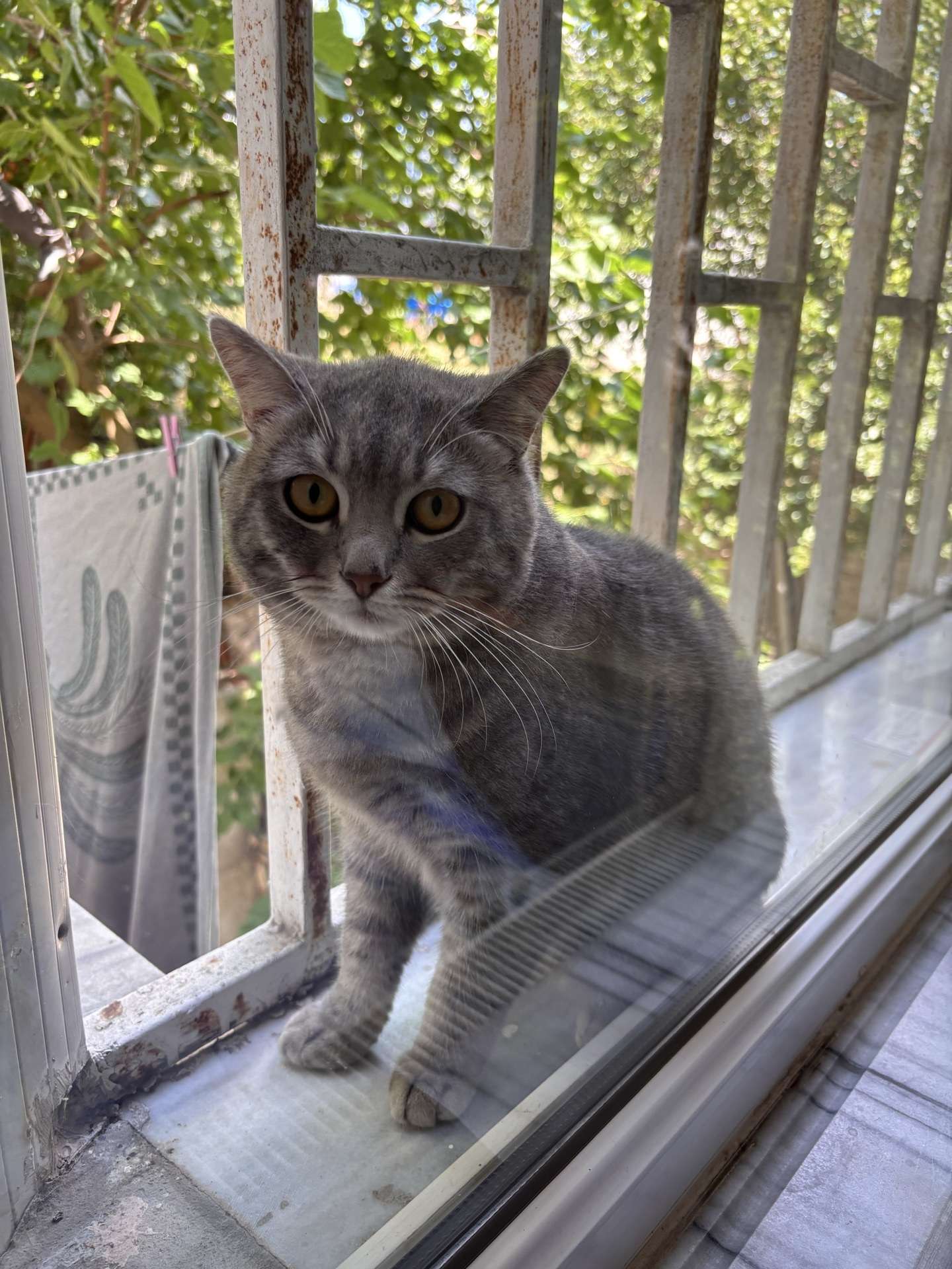 susurlukta kaybolduğunu düşündüğümüz kedi sahibi aranıyor