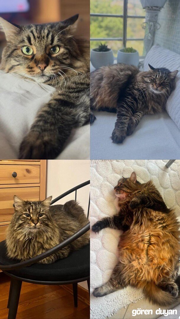 Kayıp Kedi (16.07.2026)