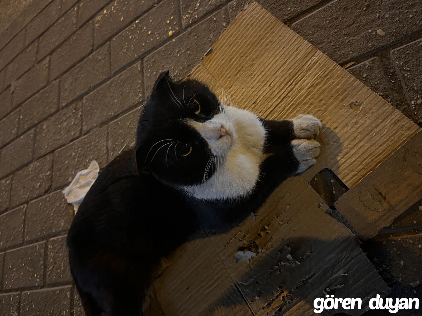 Sahibi Aranıyor: Kedi (16.07.2026)