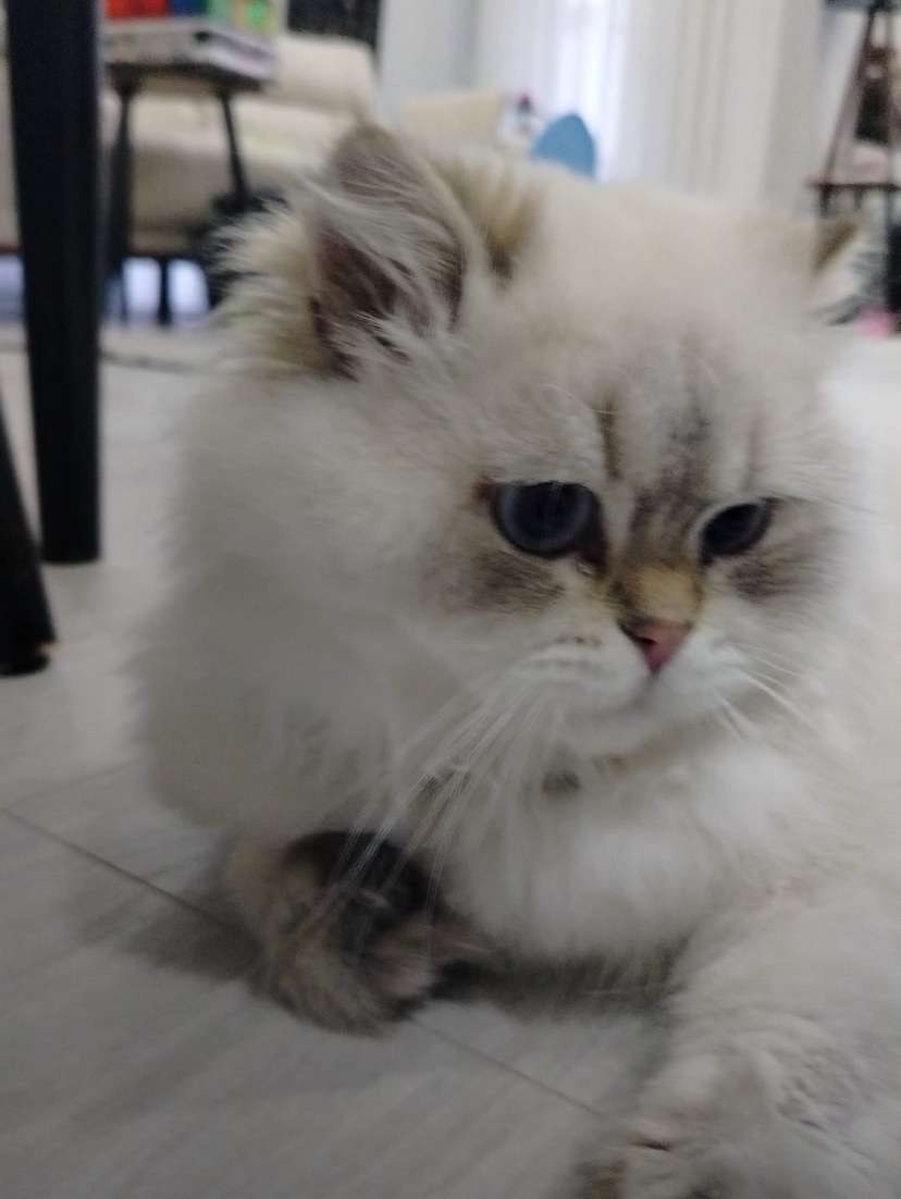 KEDİM KAYIP ESENYURT 13 TEMMUZ
