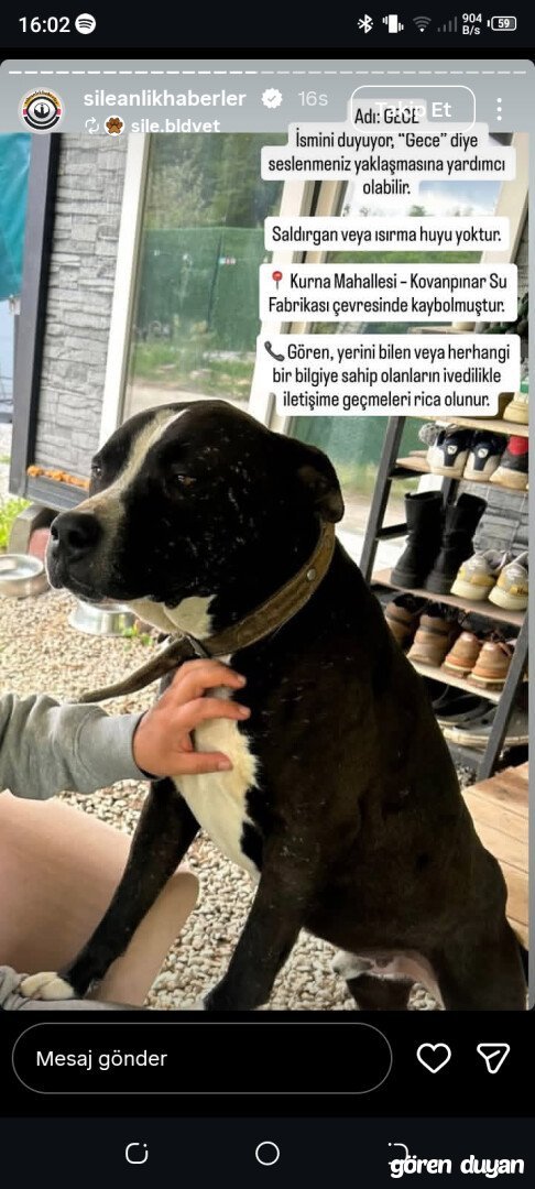 Kayıp Köpek Şile