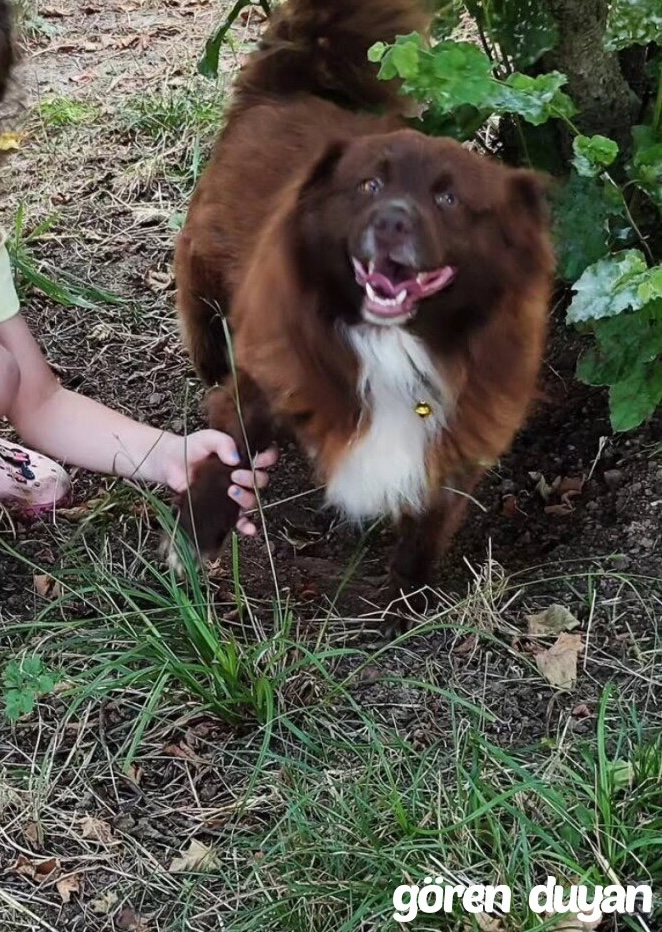 Kayıp Köpek Kocaeli