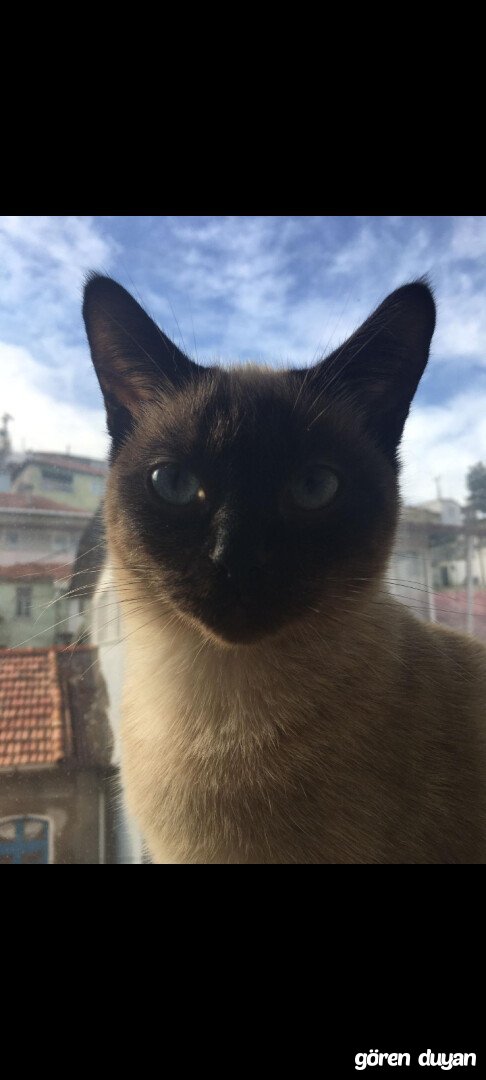 Kayıp siyam kedisi-soma