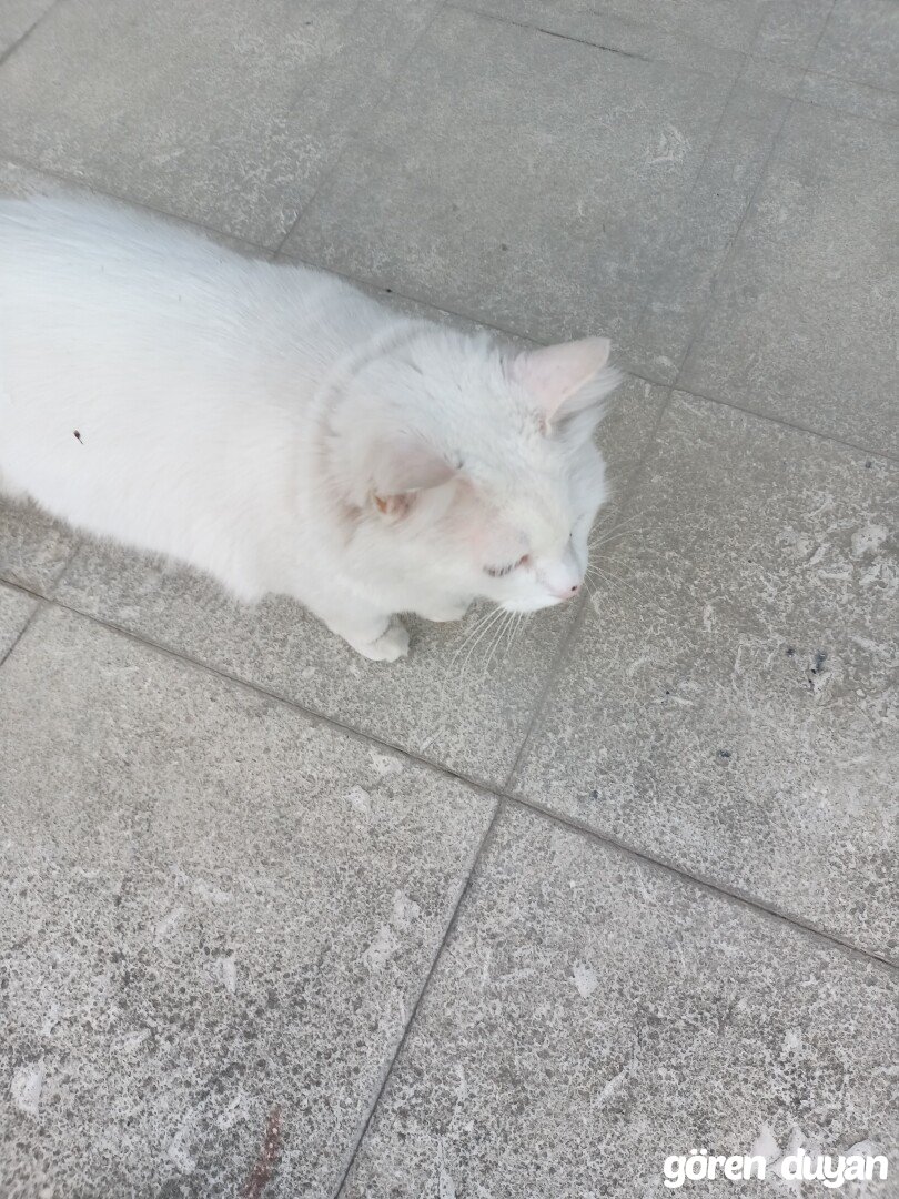 Kayıp kedi Çankaya Mustafa Kemal