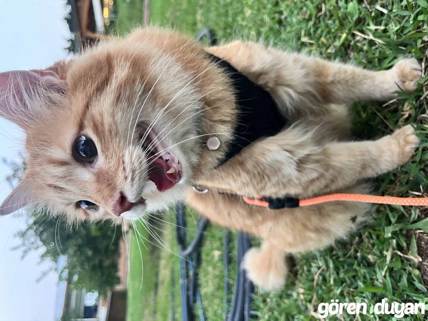 Kayıp Kedi- Mersin Menderes Mahallesi Mezitli