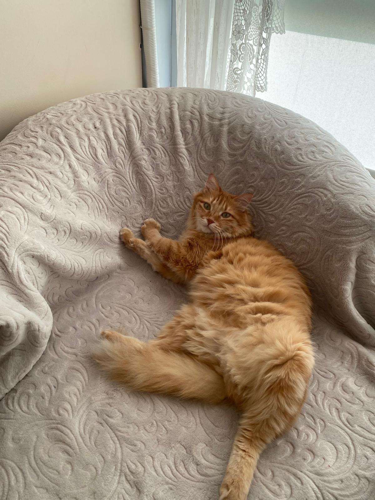 KEDİM EEVEE KAYIP