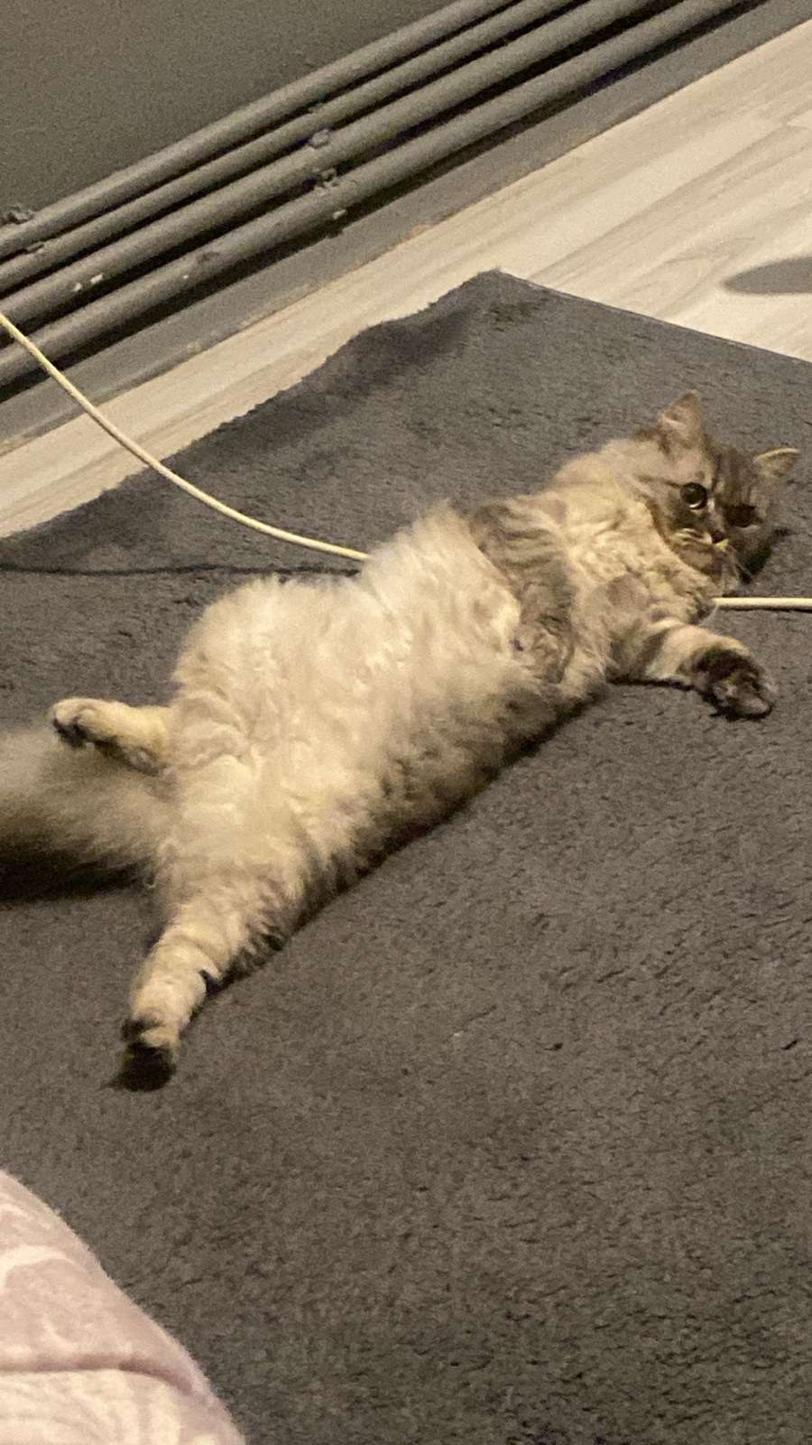 Kayıp Kedi (17.07.2026)