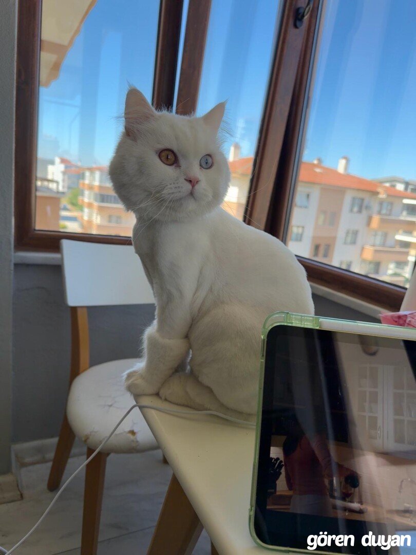 Kayıp kedi Balıkesir GOP